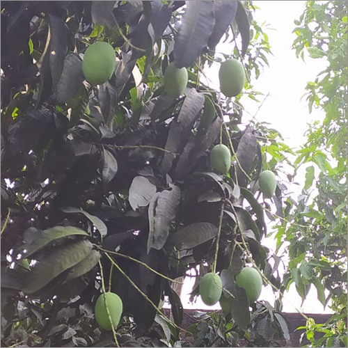 Raw Mango - Green Sour Variety | Unripe Mango With Distinct Tart Flavor, Perfect For Culinary Uses