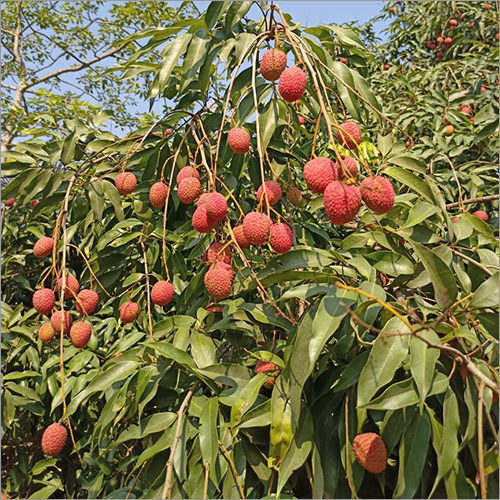 Red Natural Litchi