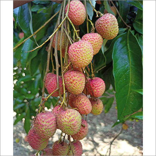 Red Natural Litchi