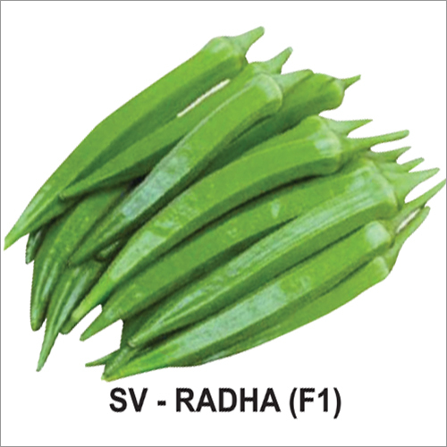Sv-radha F1 Okra Seeds Grade: A