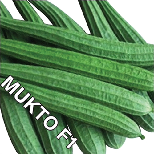 Mukto F1 Ridge Gourd Seeds Grade: A