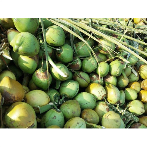 कच्चा नारियल
