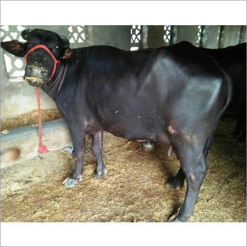 ब्लैक इंडियन मुर्रा बफ़ेलो