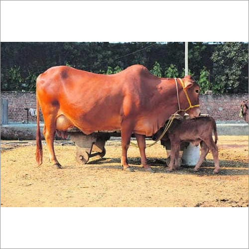 Brown Indian Sahiwal Cow