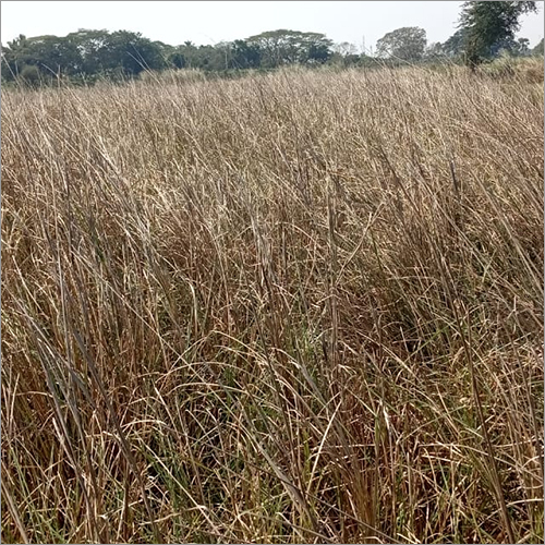 प्राकृतिक वेटिवर रूट्स ग्रेड: ए