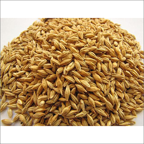 Barley Grain - Standard Size, Brown Color | Organic Cultivation, High Purity, Dried Style, 12 Months Shelf Life