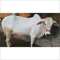 Dairy Tharparkar Cow