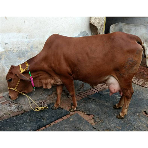Brown Gir Cow - Adult Size, Brown Color | High-yield Dairy Production