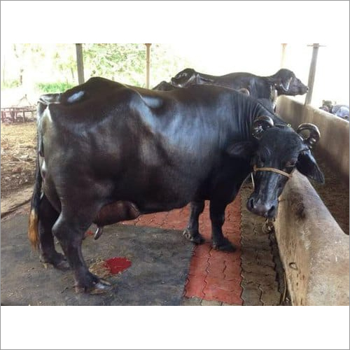 Black Murrah Buffalo - Dairy Breed, Black Color | High-yield Milk Production
