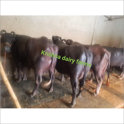 Black Murrah Buffalo - Dairy Breed, Black Color | High-yield Milk Production