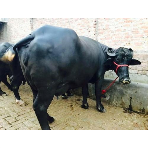 Black Murrah Buffalo - Dairy Breed, Black Color | High-yield Milk Production