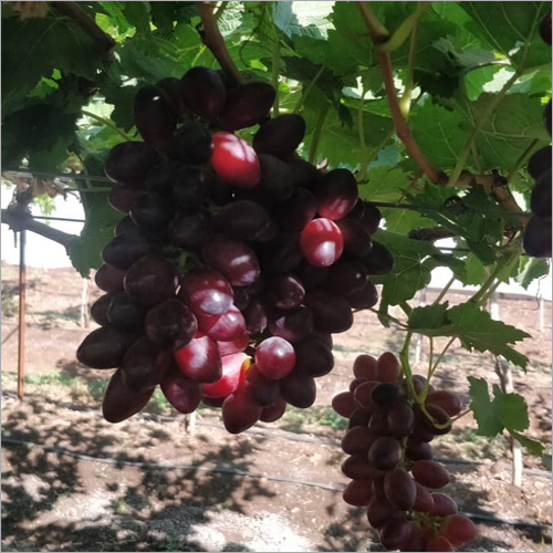 ताजा लाल अंगूर