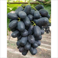 ताजा काले अंगूर