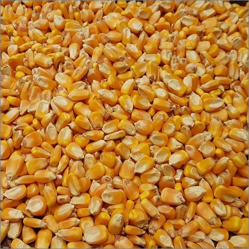 Powder Cattle Feed Raw Material