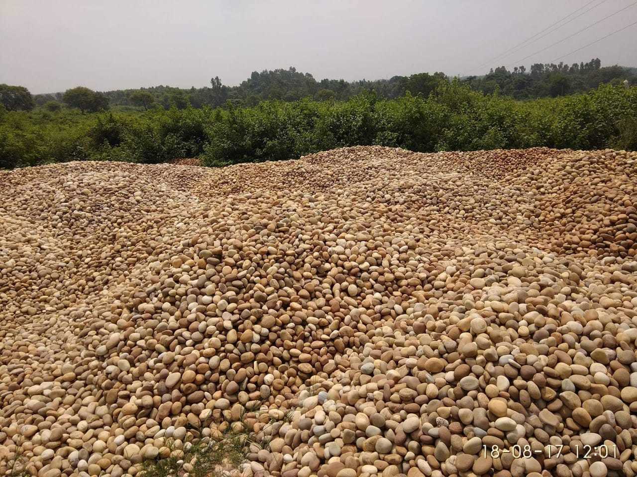 Ind Mmart Big Natural River Yellow Garden Stone Round Smooth Polished Pebbles Stone Pea Pebbles Gravels Home Used - Artificial Stone Type: Solid Surface