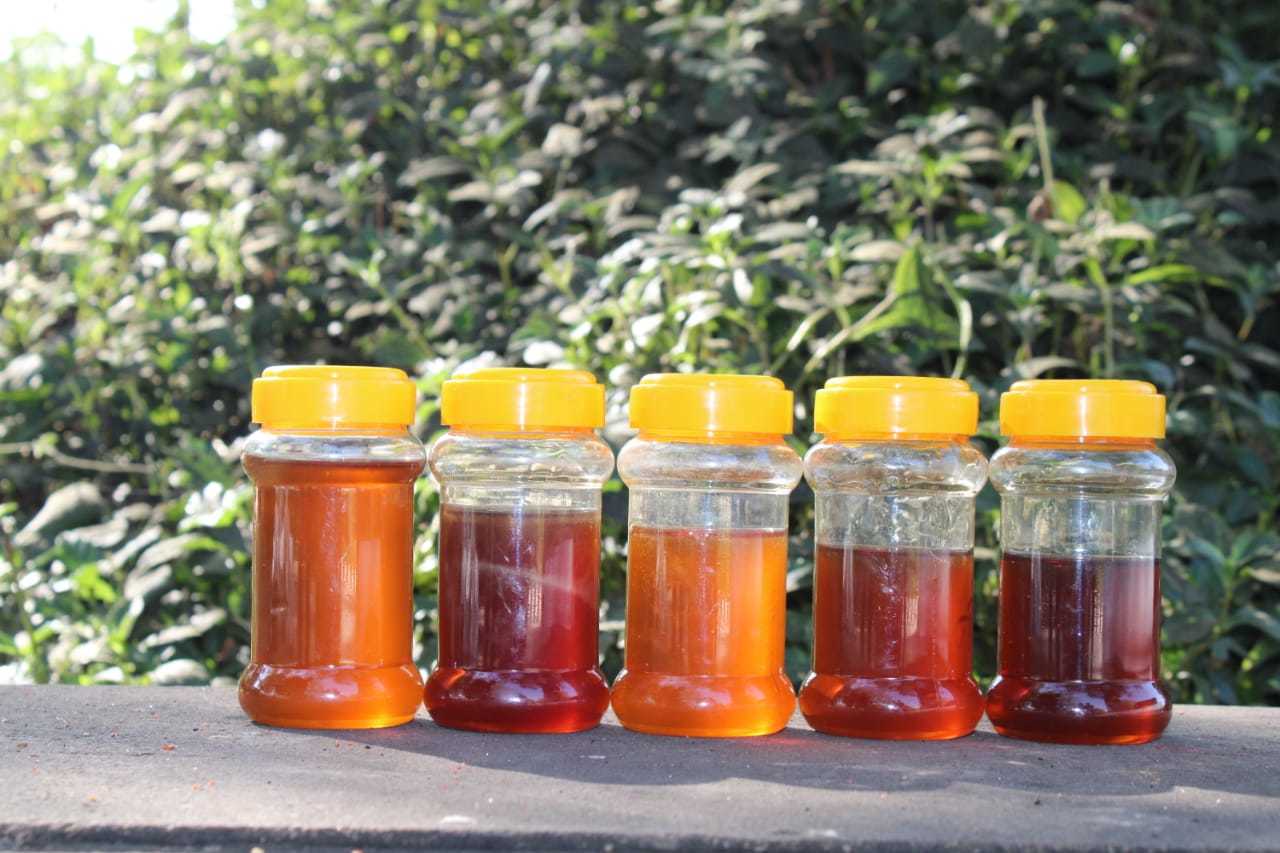 Eucalyptus (Nilgiri) Honey Packaging: Piece