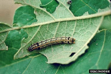 Cotton Leafworm Spodolure Funnel Trap Application: Agriculture