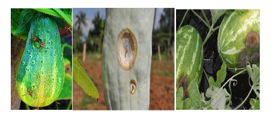 Cucurbit Fruitfly Lure In Tumbler Traps Application: Agriculture