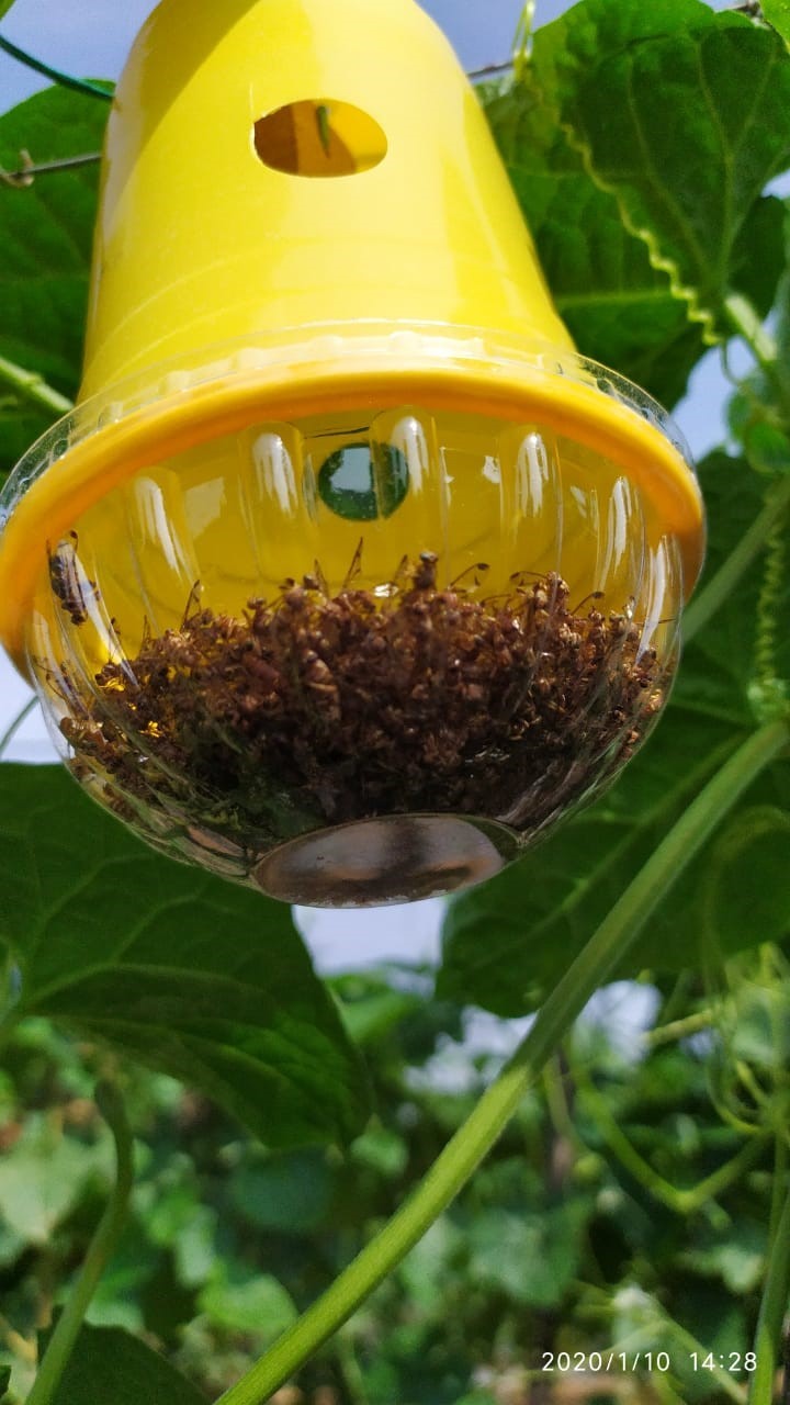 Cucurbit Fruitfly Lure In Tumbler Traps Application: Agriculture