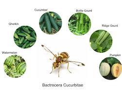 Cucurbit Fruitfly Lure In Tumbler Traps Application: Agriculture
