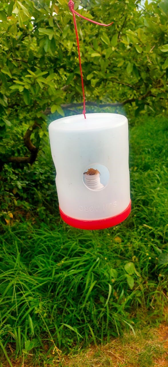Melon Fruitfly Cl Lure In Jar Traps