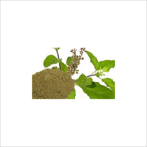 Tulsi Extract - 100% Pure Powder Form, Ideal for Ayurvedic Applications and Skin Regeneration, Packaged in HDPE Drums with Double Poly Bag