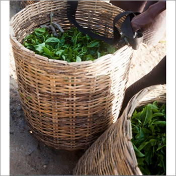 फ्रेश ग्रीन टी लीफ ग्रेड: ए