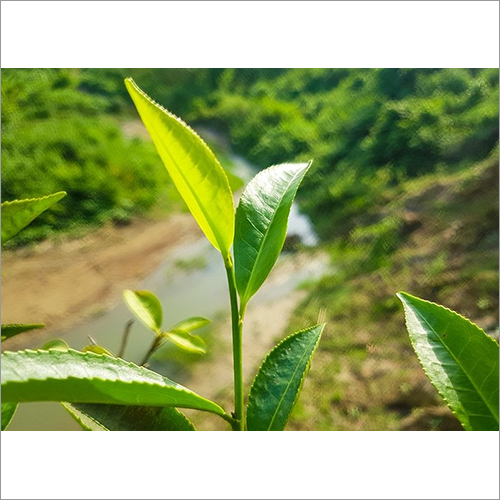 Green Tea Leaf Grade: A