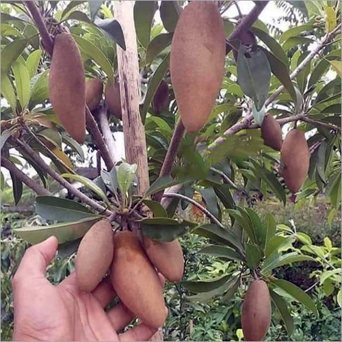 केले के चीकू का प्राकृतिक पौधा