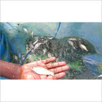 सफेद चालाई बीज IMC