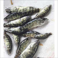 ब्लैक वेटकी फ्राई फिश