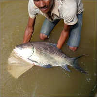 Breeding Of Catla Fish