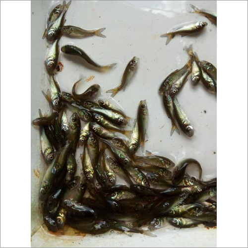 Black Mrigal Fish Seeds C.mrigala