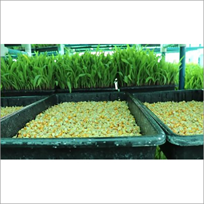 30kg Fully Automatic Hydroponics Fodder Machine Application: Agriculture