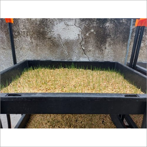 30kg Fully Automatic Hydroponics Fodder Machine Application: Agriculture
