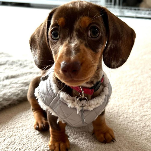 Olive Dachshund Puppies