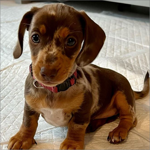 Olive Dachshund Puppies