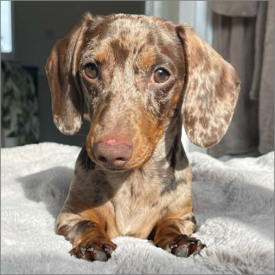 Arlo Dachshund Puppies - Gender: Both