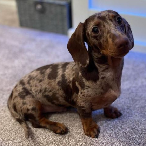 Arlo Dachshund Puppies - Gender: Both