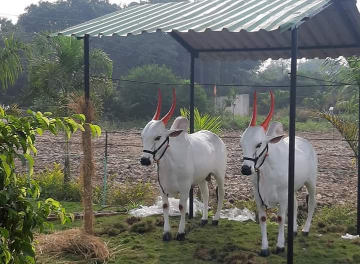 White Frp Ox Statue