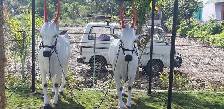 White Frp Ox Statue