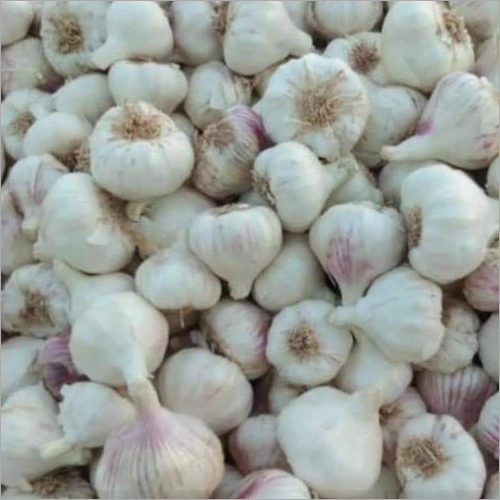 Garlic Bulbs