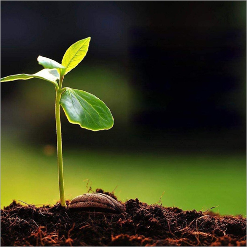 5 Kg 3 Star Vermicompost Application: Organic Fertilizer