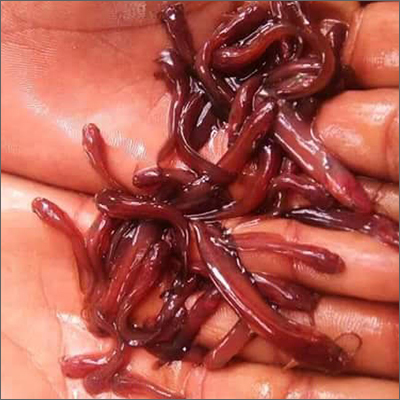 Brown Singhi Fish Seed