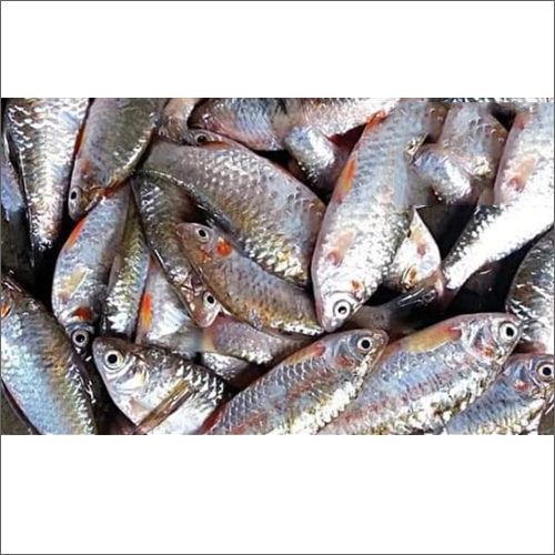 Puti Fish Weight: As Per Requirement  Kilograms (Kg)