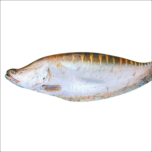 Chital Fish