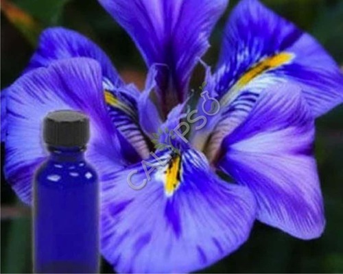 Orris Root Absolute Oil Age Group: All Age Group