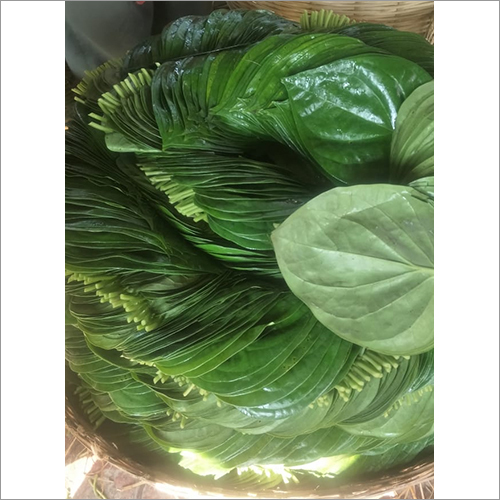 Green Betel Leaf - Naturally Green Leaves | Antimicrobial, Anti-cancer, Glucose Control, Wound Healing Benefits