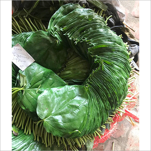 Green Betel Leaf - Naturally Green Leaves | Antimicrobial, Anti-cancer, Glucose Control, Wound Healing Benefits
