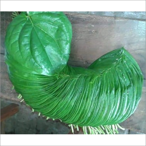 Green Betel Leaf - Naturally Green Leaves | Antimicrobial, Anti-cancer, Glucose Control, Wound Healing Benefits